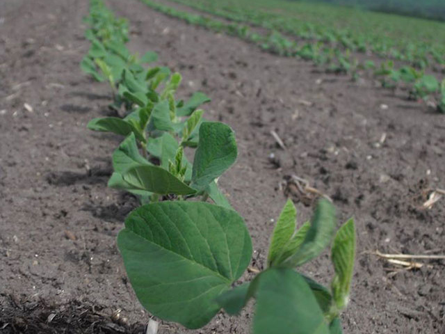 北海道産大豆　音更大袖振（1）