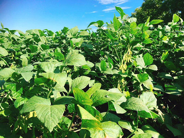 北海道産大豆　音更大袖振（2）