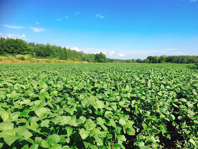 北海道産大豆　音更大袖振（3）