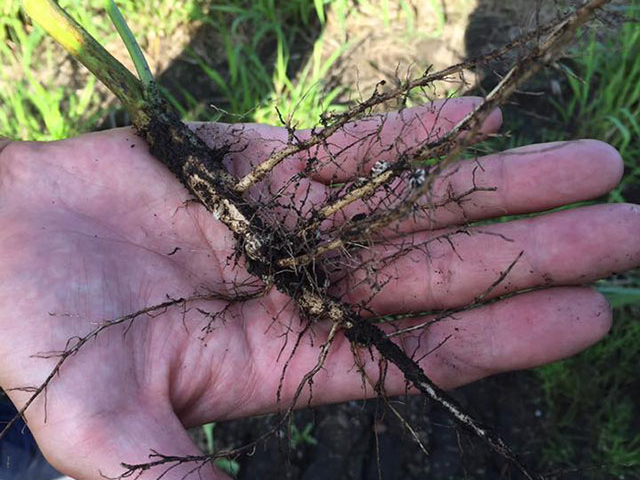 北海道産大豆　音更大袖振（4）