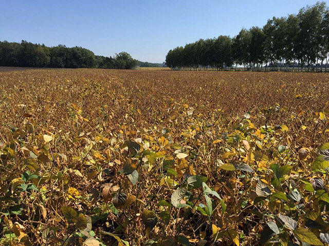 北海道産大豆　音更大袖振（6）