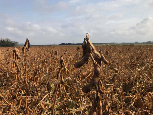 北海道産大豆　音更大袖振（7）