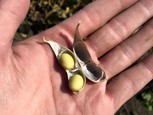 北海道産大豆　音更大袖振（8）