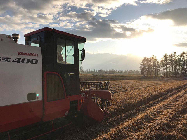 北海道産大豆　音更大袖振（9）