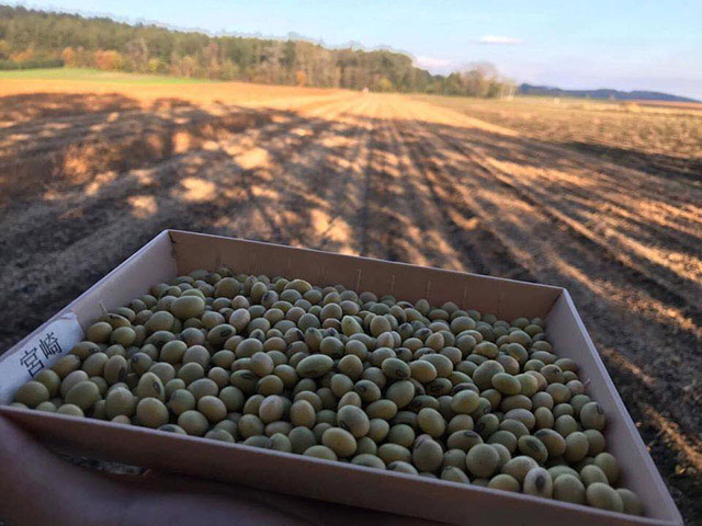 北海道産大豆　音更大袖振（10）