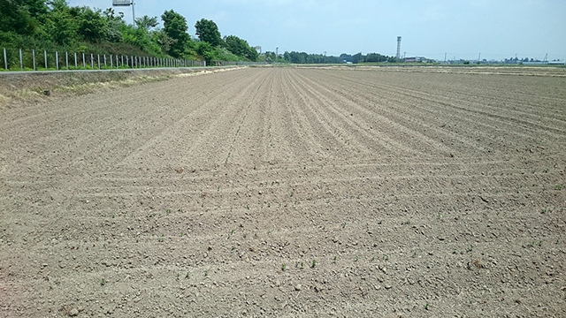 新潟県産大豆 エンレイ（3）