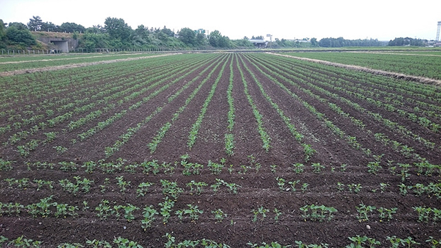 新潟県産大豆 エンレイ（4）