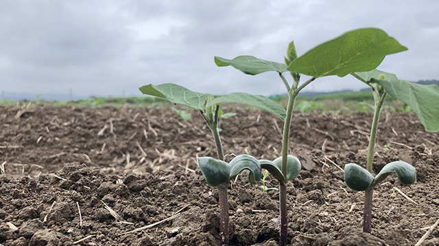 新潟県産大豆 エンレイ（5）