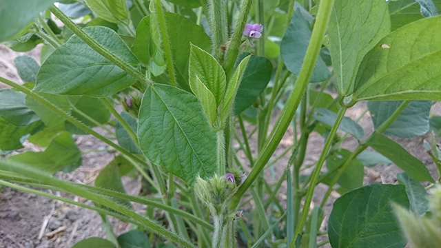 新潟県産大豆 エンレイ（7）