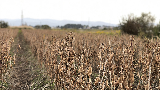 新潟県産大豆 エンレイ（10）