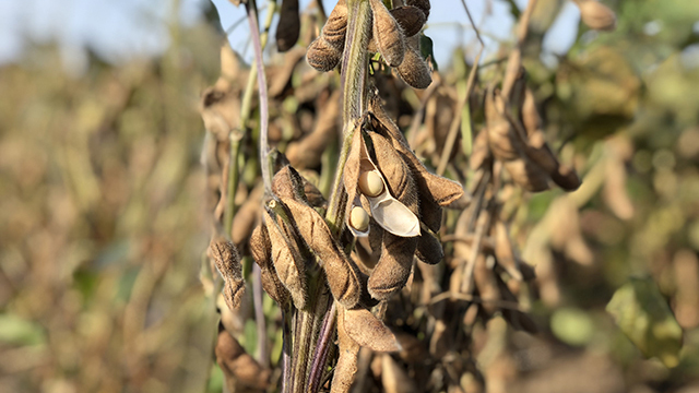 新潟県産大豆 エンレイ（11）