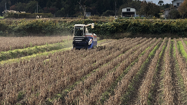 新潟県産大豆 エンレイ（12）