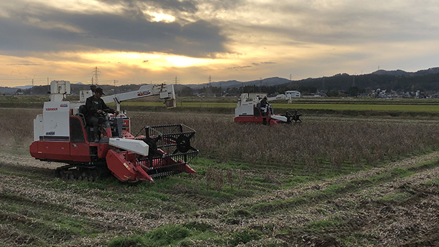 新潟県産大豆 エンレイ（13）