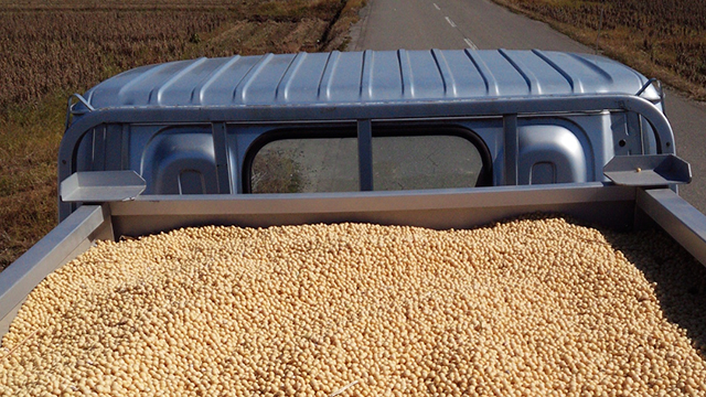 新潟県産大豆 エンレイ（16）